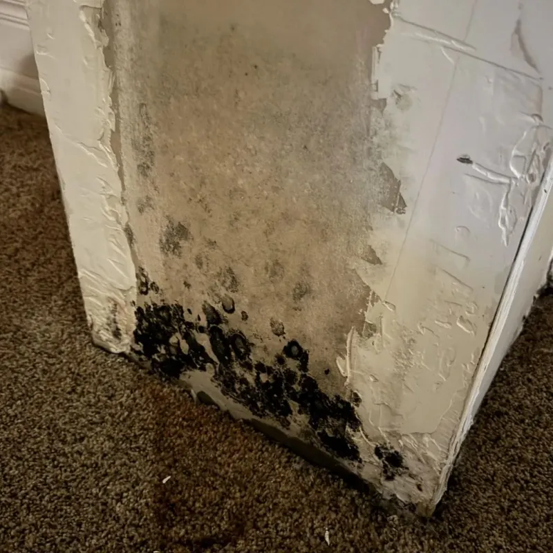 Professional Mold Removal in Crescent City, CA